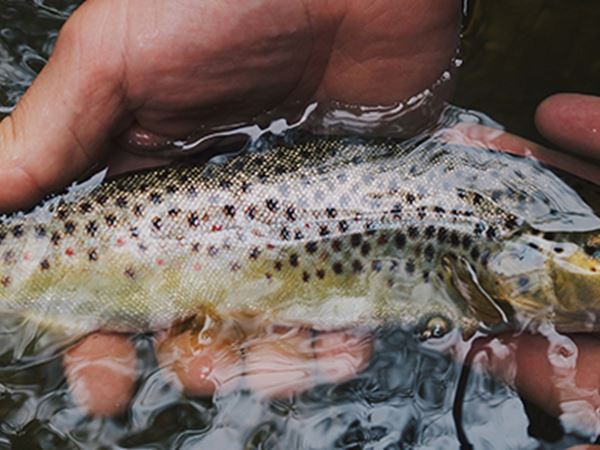 Trout Fishing