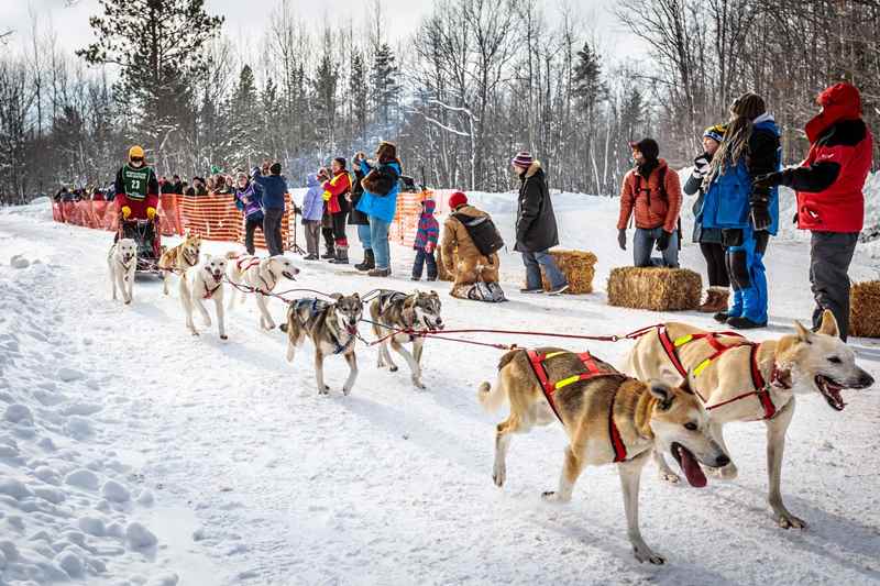 sled dogs